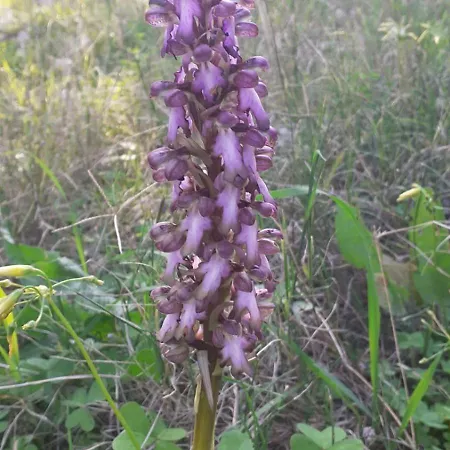 Bed & Breakfast Sperlonga 4*